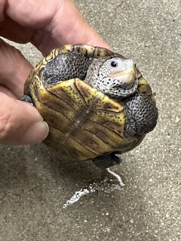 激安セール】 Terrapin テラピン 容量8L バッグ - cemil.edu.co